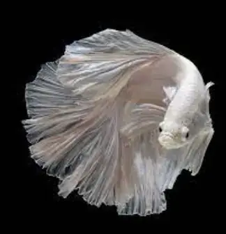 Top Các Shop Bán Cá Lia Thia Đẹp, Uy Tín Tại Hà Nội Top Các Shop Bán Cá Lia Thia Đẹp, Uy Tín Tại Hà Nội