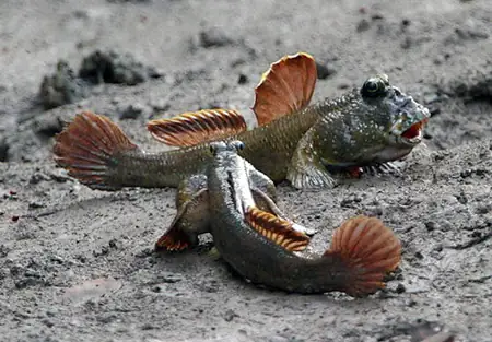 Nơi Bán Cá Thòi Lòi