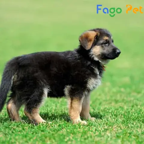 Những Lý Do Bạn Nên Nuôi Chó Becgie 2 Tháng Tuổi Những Lý Do Bạn Nên Nuôi Chó Becgie 2 Tháng Tuổi