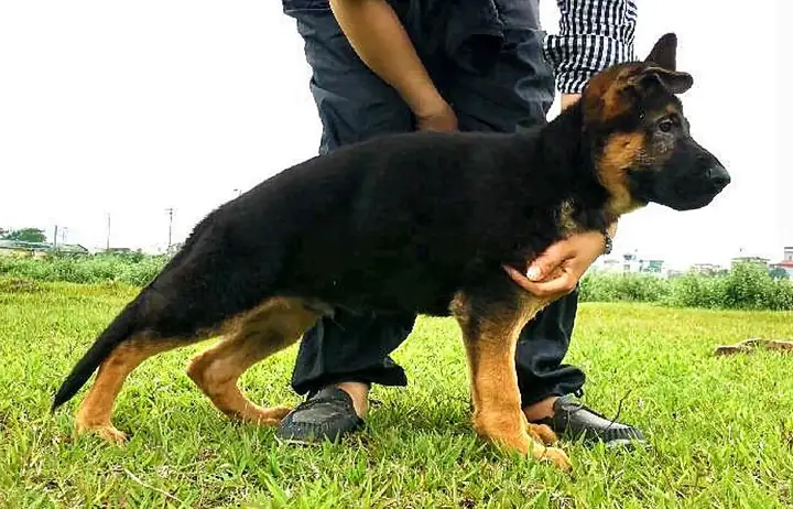 Nơi Bán Chó Becgie Đức Nơi Bán Chó Becgie Đức