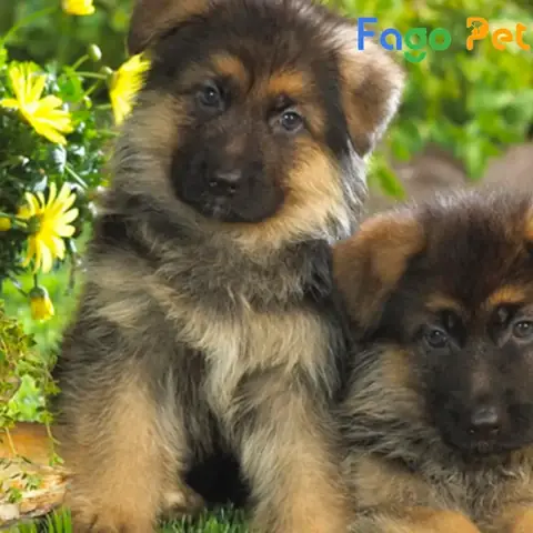 Ưu Điểm Khi Lựa Chọn Mua Chó Becgie 2 Tháng Tuổi Tại Fago Pet Ưu Điểm Khi Lựa Chọn Mua Chó Becgie 2 Tháng Tuổi Tại Fago Pet