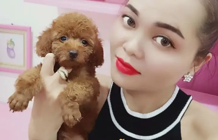 Bảng Giá Chó Cảnh Poodle Tại Shop