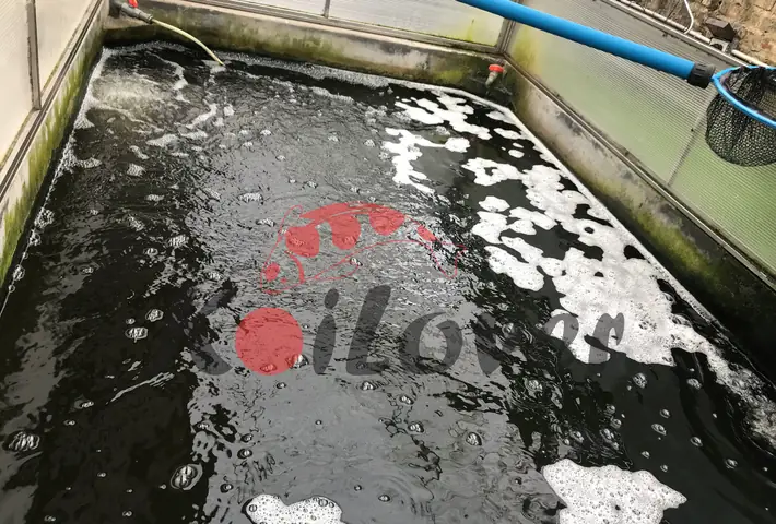 Nguyên Nhân Và Cách Xử Lý Hồ Cá Koi Bị Bọt Nhanh Chóng, Hiệu Quả ...