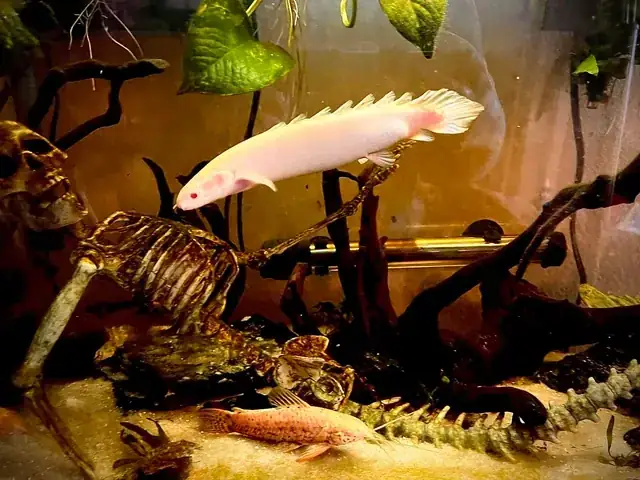 Không Quan Sát Phản Ứng Của Cá Không Quan Sát Phản Ứng Của Cá