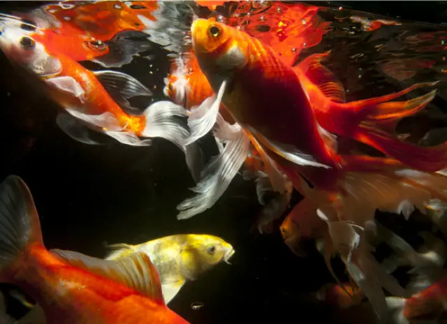 Để Hồ Cá Koi Không Bị Tanh Cần Phải Lưu Ý Để Hồ Cá Koi Không Bị Tanh Cần Phải Lưu Ý