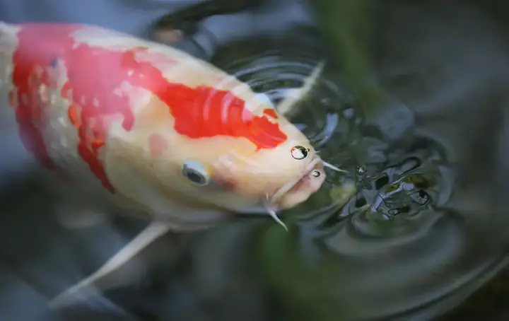 Hướng Dẫn Cách Xử Lý Nước Hồ Cá Koi Bị Tanh Hướng Dẫn Cách Xử Lý Nước Hồ Cá Koi Bị Tanh