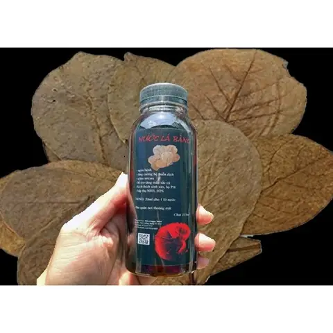 Nước Lá Bàng Cho Cá Rồng: Hướng Dẫn Chi Tiết Từ A Đến Z