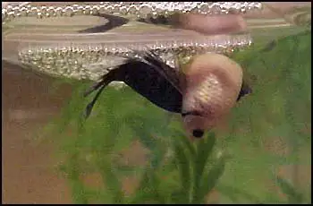 Phương Pháp Ép Cá Betta Đẻ Và Nuôi Cá Con Mới Nở