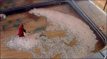 Phương Pháp Ép Cá Betta Đẻ Và Nuôi Cá Con Mới Nở