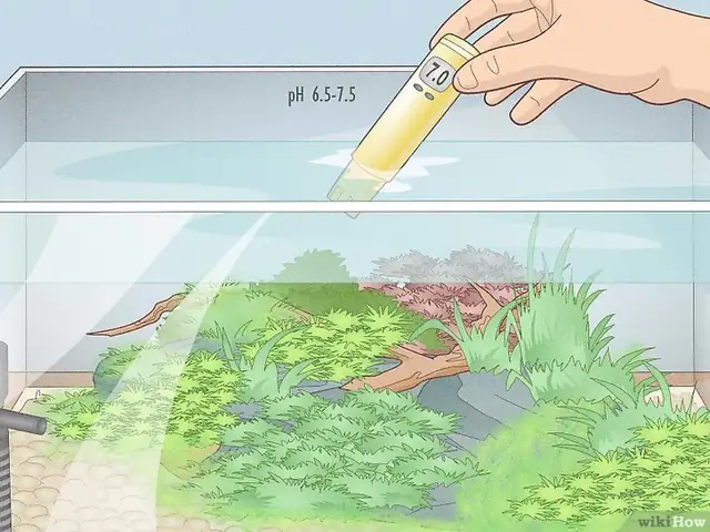 Câu Hỏi 6: Cách Pha Nước Nuôi Cá Betta Đúng Cách?