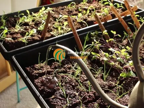 Nước Nuôi Cá Tưới Cây: Kinh Nghiệm Thủy Canh Hiệu Quả Từ Thiên Nhiên