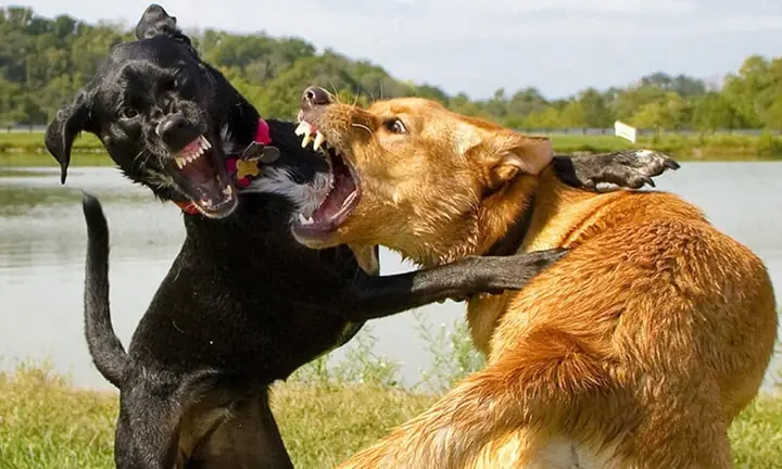 Trồng Cây Sung Trước Nhà Có Tốt Cho Phong Thuỷ Không? Trồng Cây Sung Trước Nhà Có Tốt Cho Phong Thuỷ Không?