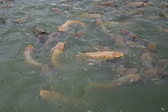 Hướng Dẫn Quản Lý Ao Nuôi