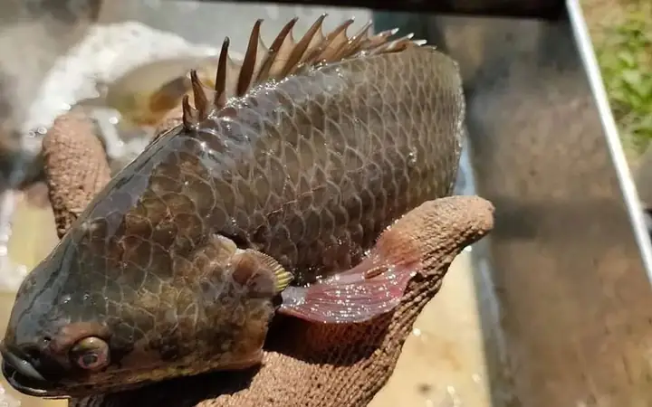 Nuôi Cá Rô Đầu Vuông Thương Phẩm Trong Ao Lót Bạt