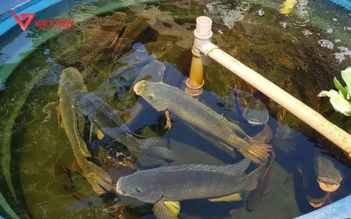 10 Cách Nuôi Cá Bằng Bã Đậu Hiệu Quả, Tiết Kiệm Chi Phí Cho Người Mới Bắt Đầu 10 Cách Nuôi Cá Bằng Bã Đậu Hiệu Quả, Tiết Kiệm Chi Phí Cho Người Mới Bắt Đầu