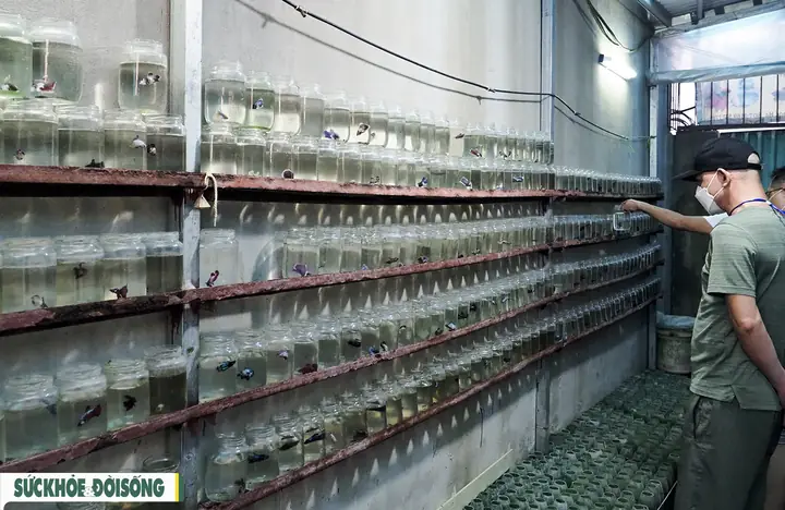 Nuôi Cá Cảnh Trong Chai Phế Liệu, Lão Nông Hà Nội Thu Về Hàng Trăm Triệu Đồng - Ảnh 1. Nuôi Cá Cảnh Trong Chai Phế Liệu, Lão Nông Hà Nội Thu Về Hàng Trăm Triệu Đồng - Ảnh 1.