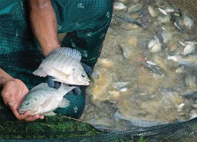 Nuôi Cá Rô Phi Bằng Công Nghệ Biofloc