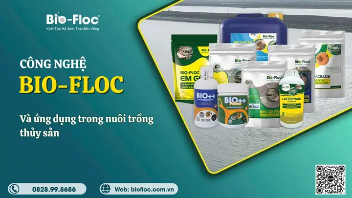 Ứng Dụng Thực Tế Của Công Nghệ Biofloc Trong Nuôi Trồng Thủy Sản
