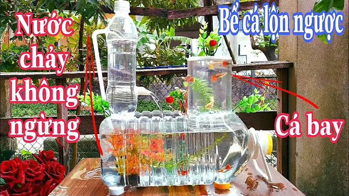 Nuôi Cá Bằng Nước Suối Đóng Chai: Có Nên Hay Không? Nuôi Cá Bằng Nước Suối Đóng Chai: Có Nên Hay Không?