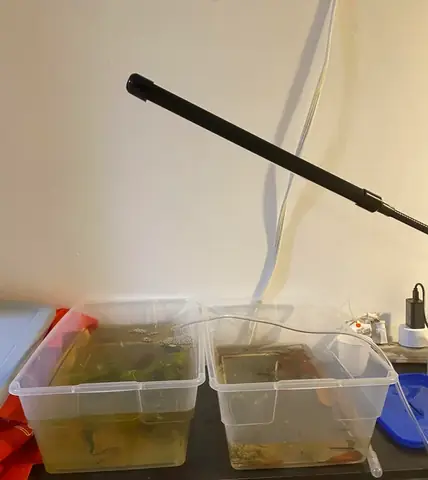 Nuôi Cá Bằng Nước Tinh Khiết: Có Nên Hay Không Và Cách Thực Hiện An Toàn Nuôi Cá Bằng Nước Tinh Khiết: Có Nên Hay Không Và Cách Thực Hiện An Toàn