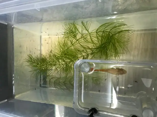 Cá 7 Màu Đẻ Như Thế Nào Và Cách Chăm Sóc Cá 7 Màu Con - Guppy ...