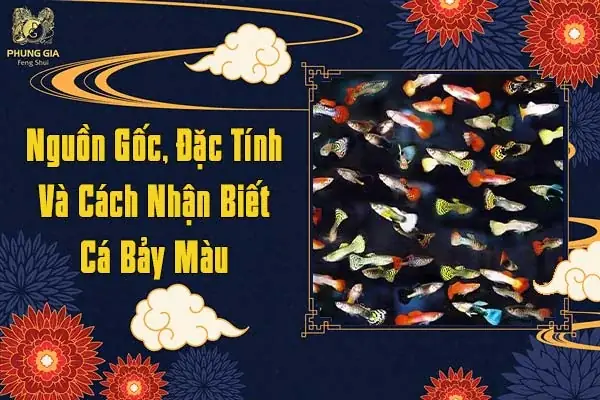Nguồn Gốc, Đặc Tính Và Cách Nhận Biết Cá Bảy Màu
