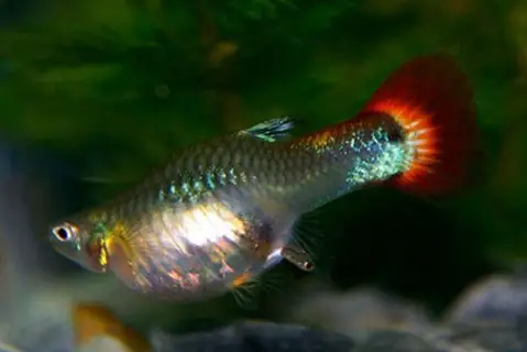 Cách Cho Cá Bảy Màu Ăn