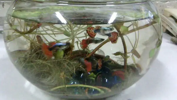 Hướng Dẫn Cách Nuôi Cá Bảy Màu Trong Chậu Nhỏ