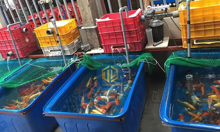 Nuôi Cá Bảy Màu Trong Thùng Nhựa: Hướng Dẫn Chi Tiết Từ A-z Cho Người Mới Bắt Đầu Nuôi Cá Bảy Màu Trong Thùng Nhựa: Hướng Dẫn Chi Tiết Từ A-z Cho Người Mới Bắt Đầu