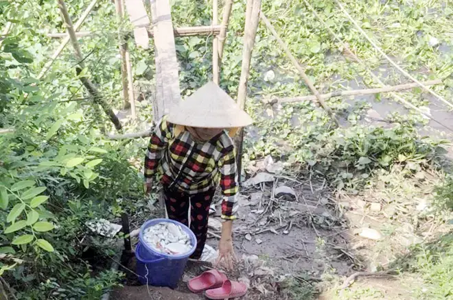 Lịch Sử Và Phát Triển Nghề Nuôi Cá Bè Tại An Giang