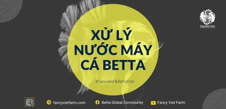 Chuẩn Bị Nước Máy Nuôi Cá Betta: Các Bước Quan Trọng