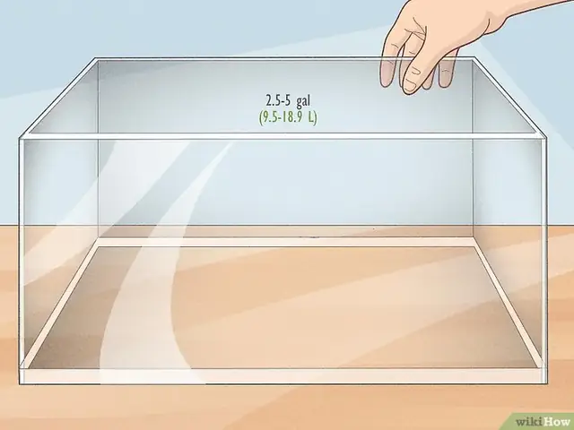 Câu Hỏi 2: Kích Thước Hồ/bể Nuôi Cá Betta Chuẩn?