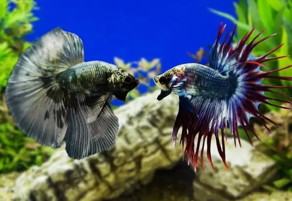 Nuôi Cá Betta Theo Đàn: Hướng Dẫn Chi Tiết Cho Người Mới - Aquatech Nuôi Cá Betta Theo Đàn: Hướng Dẫn Chi Tiết Cho Người Mới - Aquatech