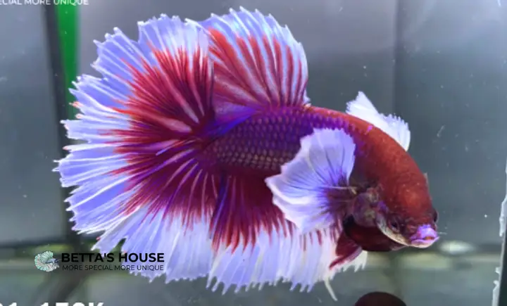 Tại Sao Cá Betta Sống Một Mình – Betta's House - Cửa Hàng Cá Cảnh Tại Sao Cá Betta Sống Một Mình – Betta's House - Cửa Hàng Cá Cảnh