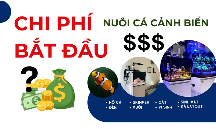 Chi Phí Để Bắt Đầu Nuôi Cá Cảnh Biển Là Bao Nhiêu ? - Rin ... Chi Phí Để Bắt Đầu Nuôi Cá Cảnh Biển Là Bao Nhiêu ? - Rin ...