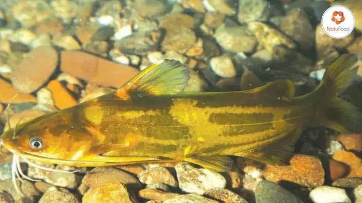 Chuẩn Bị Bể Nuôi Lý Tưởng Cho Cá Bò Sông Chuẩn Bị Bể Nuôi Lý Tưởng Cho Cá Bò Sông