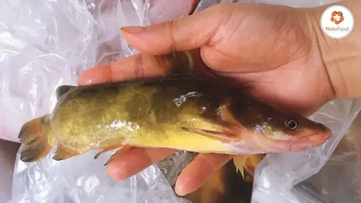 Đặc Điểm Cơ Bản Của Cá Bò Sông Và Môi Trường Sống Tự Nhiên Đặc Điểm Cơ Bản Của Cá Bò Sông Và Môi Trường Sống Tự Nhiên