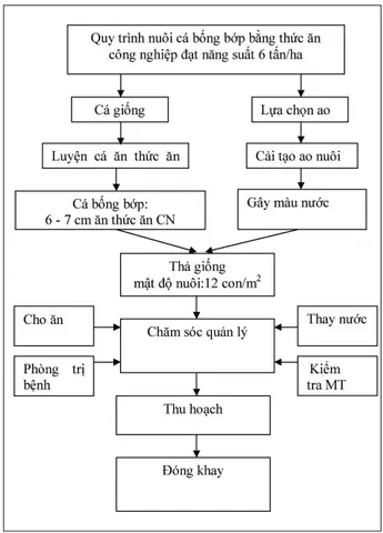 Nuôi Cá Bống Bớp Năng Suất Cao Vùng Nước Lợ