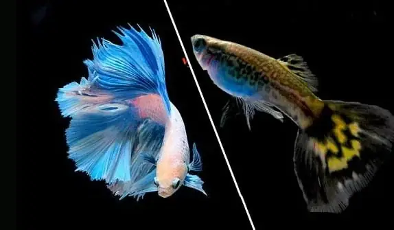 Hướng Dẫn Nuôi Cá Bột Bảy Màu Từ A-z: Bí Quyết Giúp Cá Con Khỏe Mạnh, Lên Màu Rực Rỡ