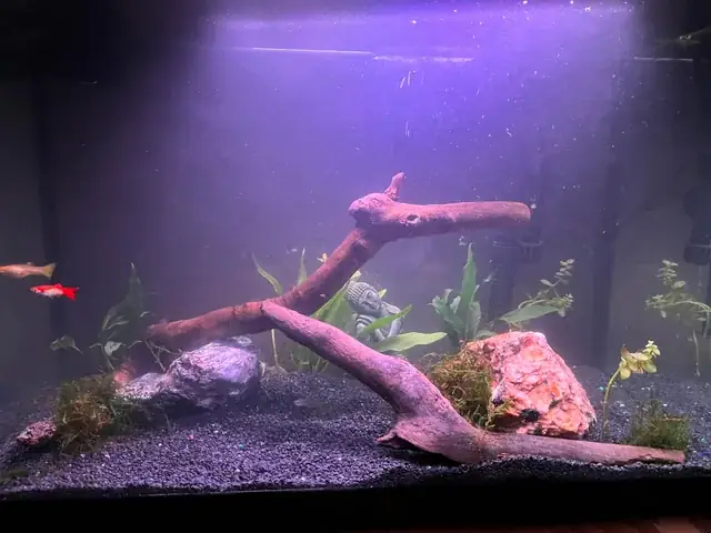 Hướng Dẫn Nuôi Cá Bột Bảy Màu Từ A-z: Bí Quyết Giúp Cá Con Khỏe Mạnh, Lên Màu Rực Rỡ