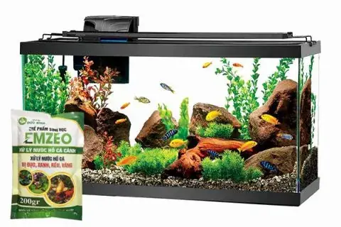 Nguyên Nhân Cá Cảnh Hay Bị Chết