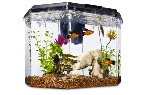 Nuôi Cá Cảnh Bị Chết Có Xui Không?