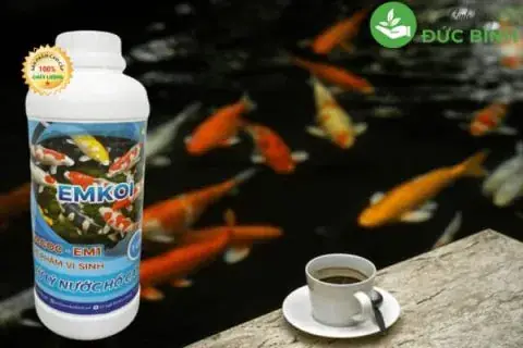 Cách Nuôi Cá Cảnh Không Bị Chết