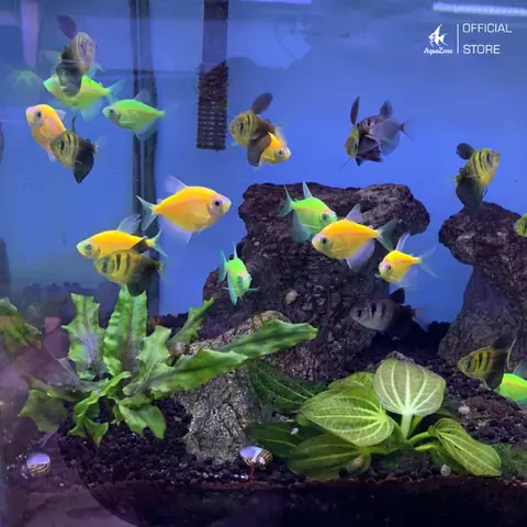 Nguồn Gốc Của Cá Cánh Buồm