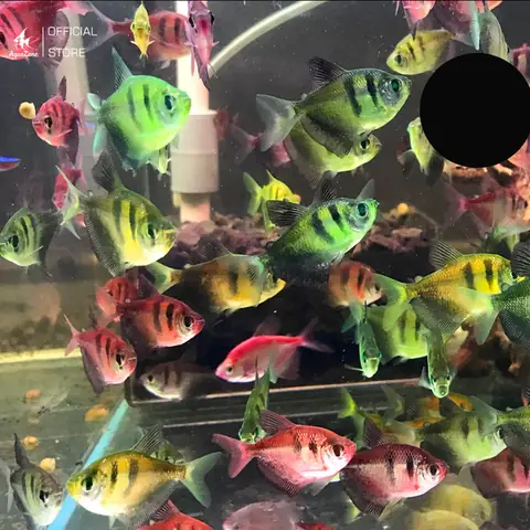 Cá Cánh Buồm Tiger