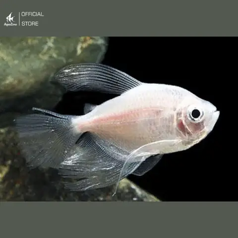 Cá Cánh Buồm Trắng