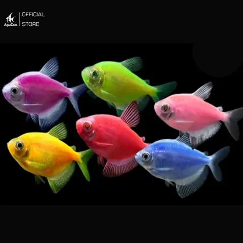 Cá Cánh Buồm Màu