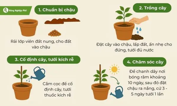 Cách Trồng Chanh Dây Trong Chậu