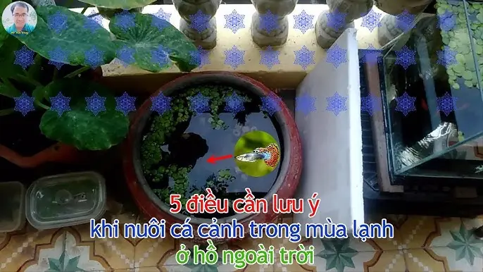 Kinh Nghiệm Nuôi Cá Cảnh Ngoài Trời Mùa Đông: Cẩm Nang Toàn Tập Cho Người Mới