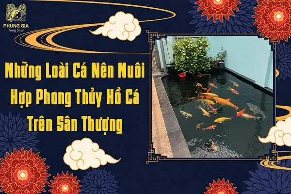 Những Loài Cá Nên Nuôi Hợp Phong Thủy Hồ Cá Trên Sân Thượng Những Loài Cá Nên Nuôi Hợp Phong Thủy Hồ Cá Trên Sân Thượng